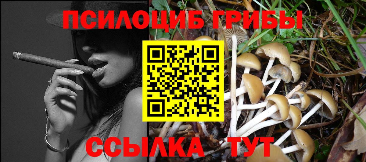 Галлюциногенные грибы Psilocybine cubensis Дербент